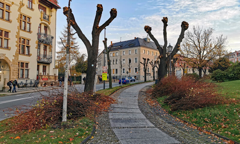 Titelbild Löbau Newsbeitrag - Baumpflege im Stadtgebiet
